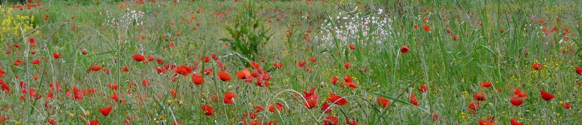 fleurs des champs